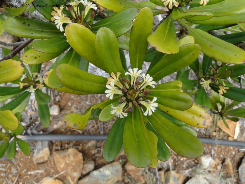 Scaevola , M. Callmander 795--New Caledonia. Mont Dore. 20 Jan 2010. 1233 (1).JPG