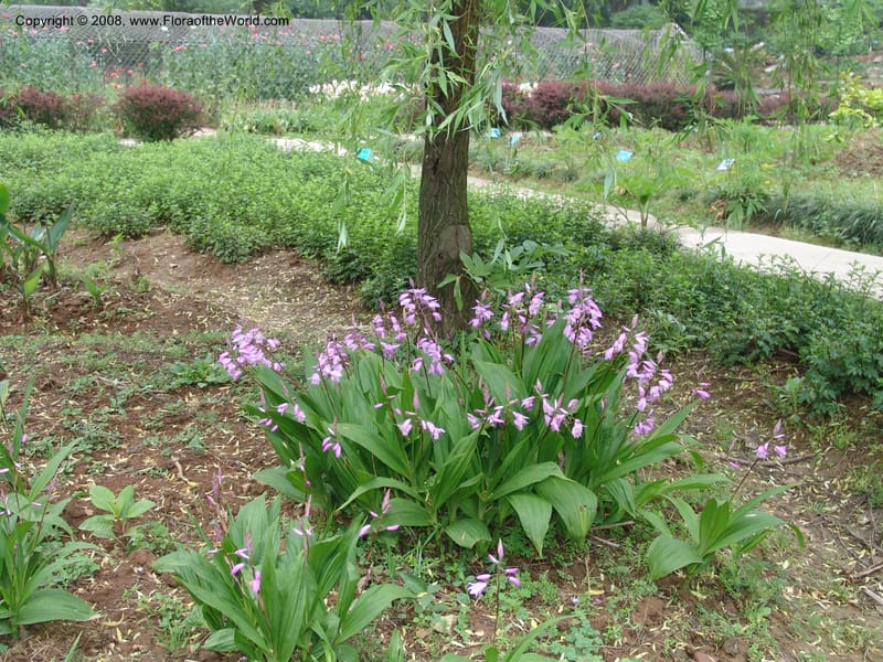 Bletilla striata, 040480401--China. Hubei. Wuhan Botanical Garden. 16 Apr 07. 178.jpg