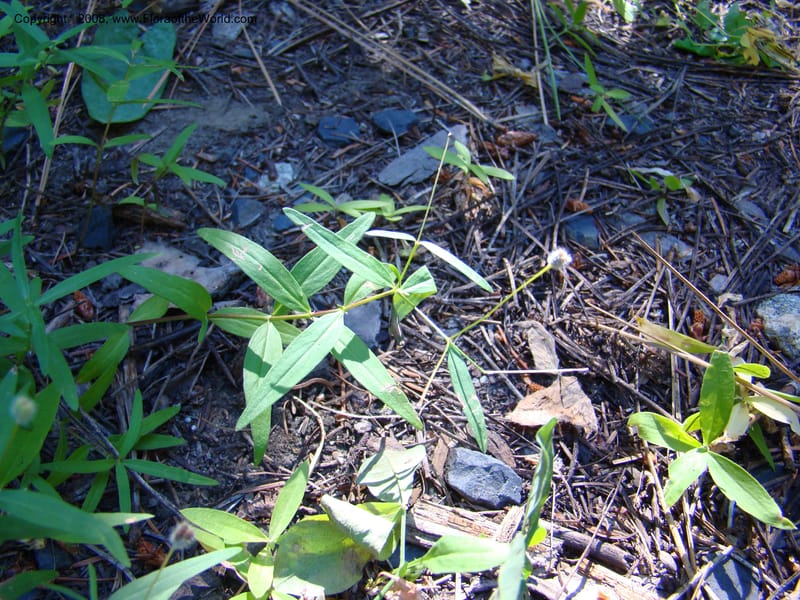 Kelloggia galioides, CDavidson11264--ID. Valley Co. Sylvan Beach, Payette Lake. 24 Aug 08. 030.jpg