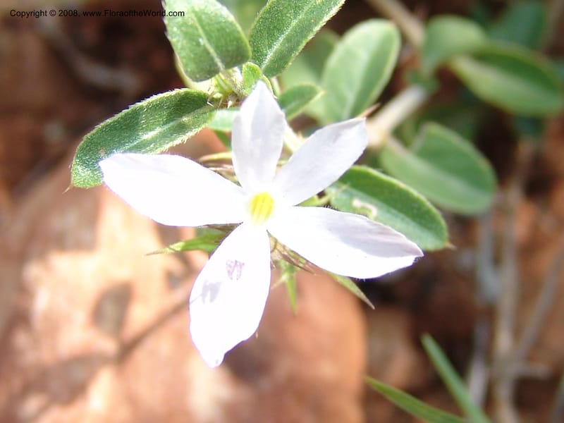 Ruellia--So.Africa. Mpumal. twd Rietfontein. 16 Mch 05. 447.jpg