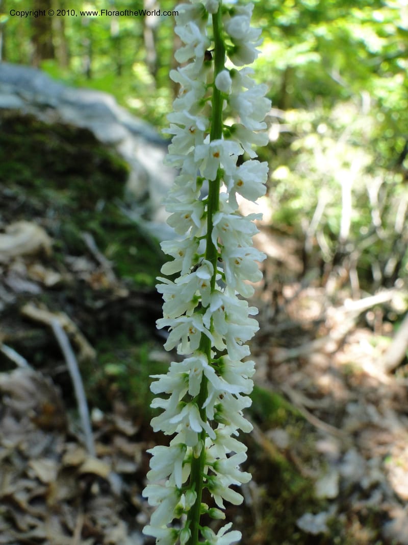 Galax aphylla, Mori, S 27456, USA, North Carolina, Stokes County, Hall Rd, 1.1 mile W of junction with Moores Springs Rd., 26 May 2010 (8).JPG