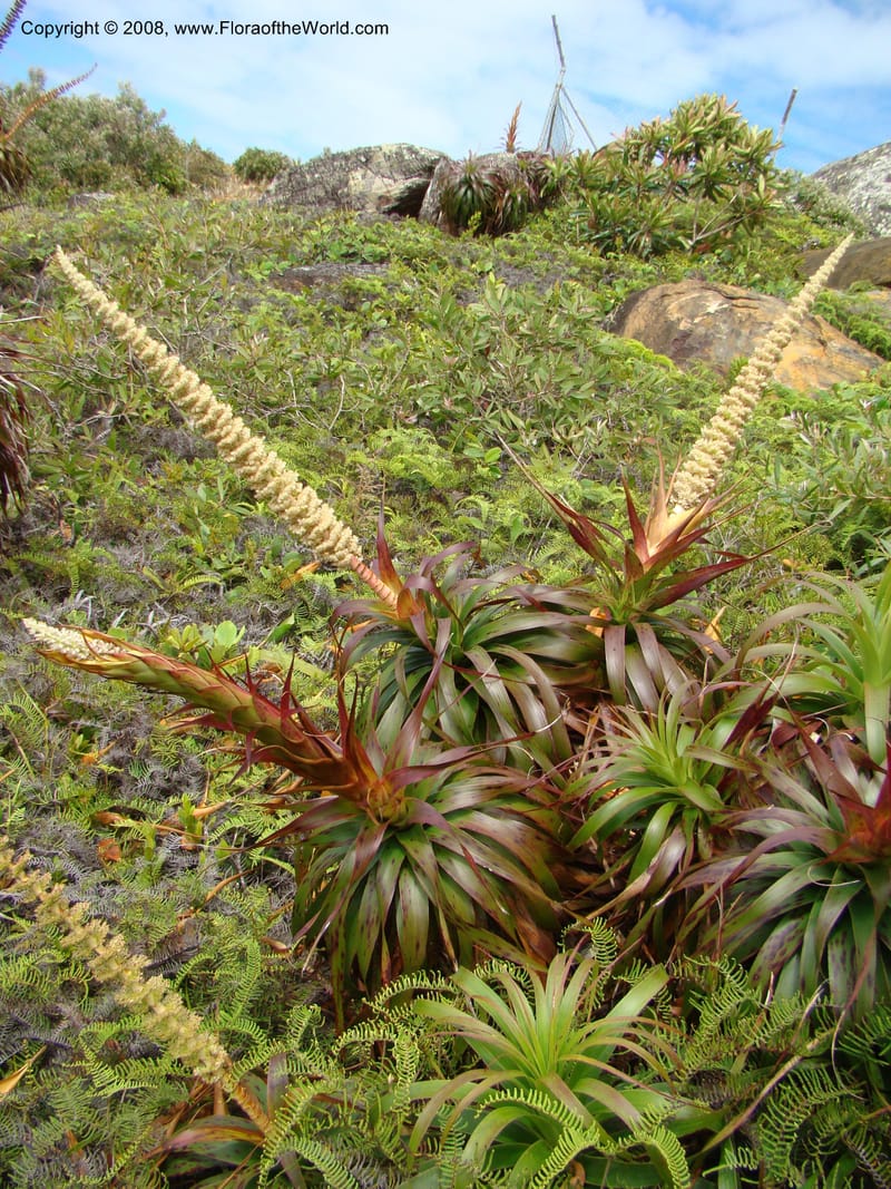 Dracophyllum verticillatum, JMunzinger4771--New Caledonia. Col d'Amoss. 14 Nov 07. 012.jpg