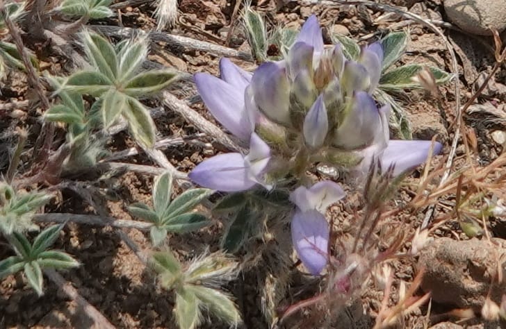Lupinus lepidus var. lobbii, Davidson 14202--OR. Harney Co. Steens Mtn. July 2021. DSC09986 (537).JPG