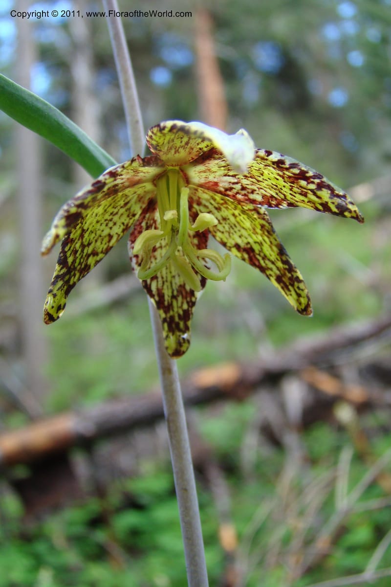 Fritillaria atropurpurea, C. Davidson 11437--Idaho. Valley Co. Payette Lake. Sylvan Beach. 7 June 2009. 048.jpg