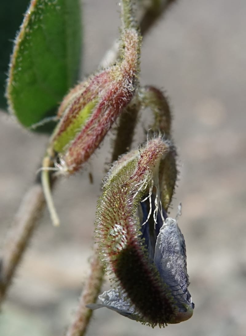 Poissonia heterantha, Fortunato 13088--Argentina. Hwy 150 W of Jachal. 5 Feb 2018. DSC08346 (41).JPG