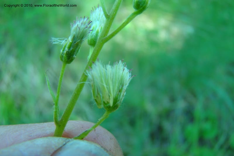 Antennaria racemosa, C. Davidson 11373--Idaho. Idaho Co. Salmon River. Polly Bemis Ranch. 27 May 2009. 106.jpg