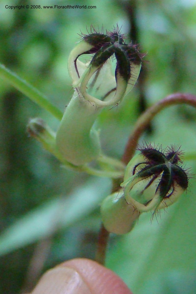 Ceropegia, WKindeketa2973--Tanz. Rungwe Distr. Rungwe For. Res. 24 Jan 08. 086.jpg