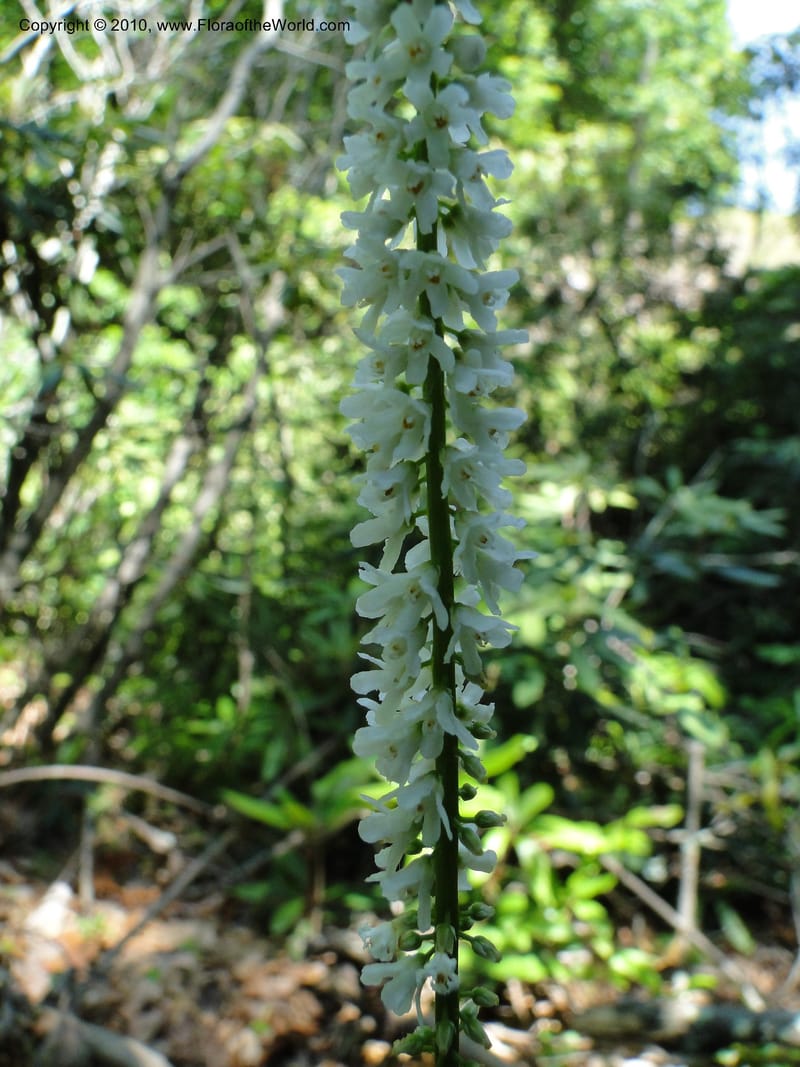 Galax aphylla, Mori, S 27456, USA, North Carolina, Stokes County, Hall Rd, 1.1 mile W of junction with Moores Springs Rd., 26 May 2010 (9).JPG