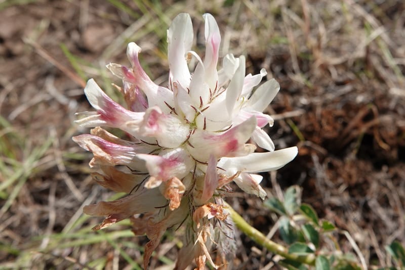 Trifolium macrocephalum, C. Davidson 13789--Oregon. Wallowa Co. Upper Camp Creek Canyon. 5 Jun 2018. DSC05225 (18).JPG