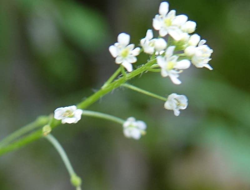 Yinshania acutangula subsp. wilsonii, C. Davidson 13755--China. Sichuan. Yibailingba-gou. 12 Aug 2017. DSC04660 (642).JPG