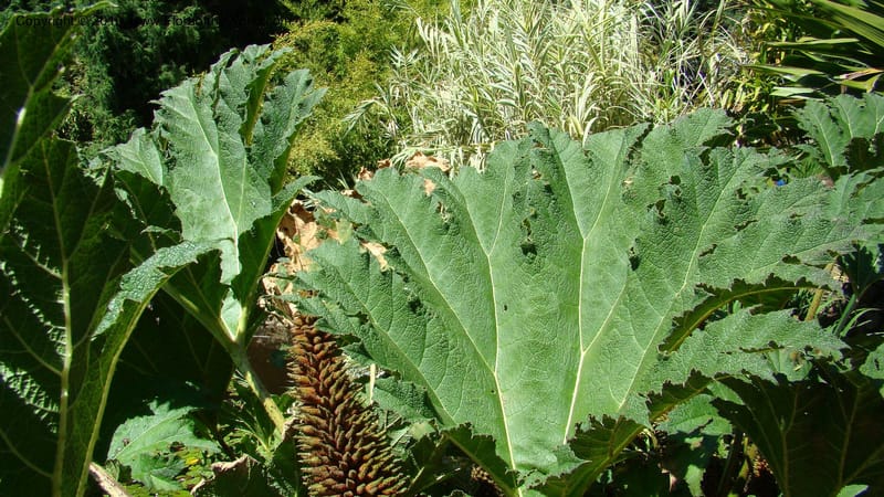 Gunnera manicata--Tasmania. Royal Tasmanian Botanical Garden. 2 Feb 2010. 189 (8).jpg