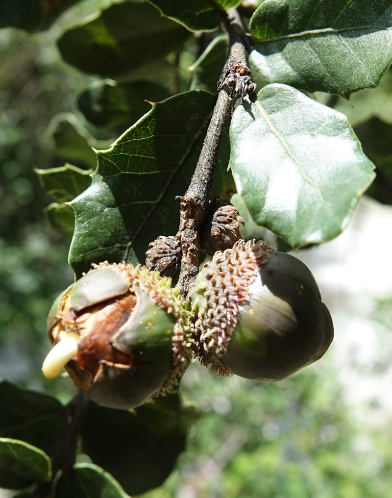 Quercus, C. Davidson 13762--China. Sichuan. Yibailingba-gou. 12 Aug 2017. DSC04660 (300).JPG