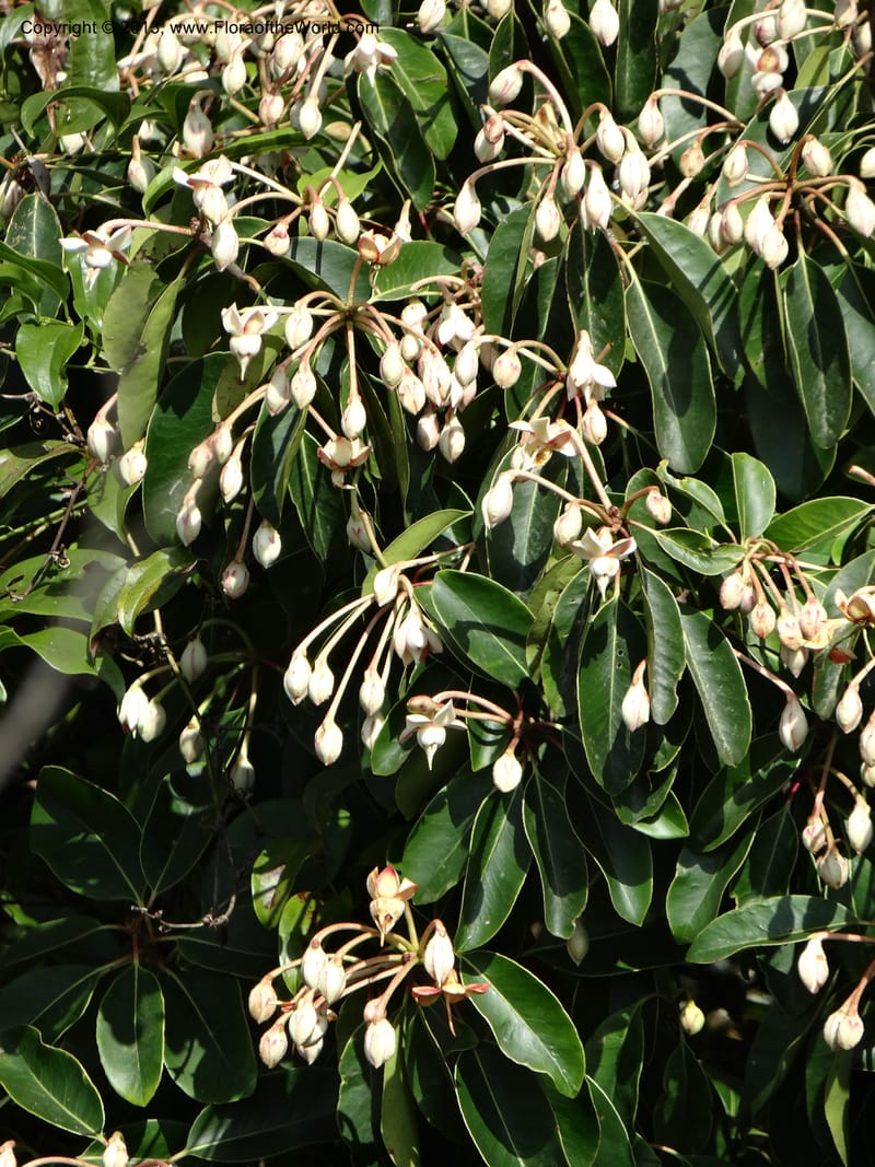 Anneslea fragrans, VC 5499--Thailand. Chiang Mai. Doi Inthanon Nat. Park. 8 Nov 2012. DSC07747 (152).JPG