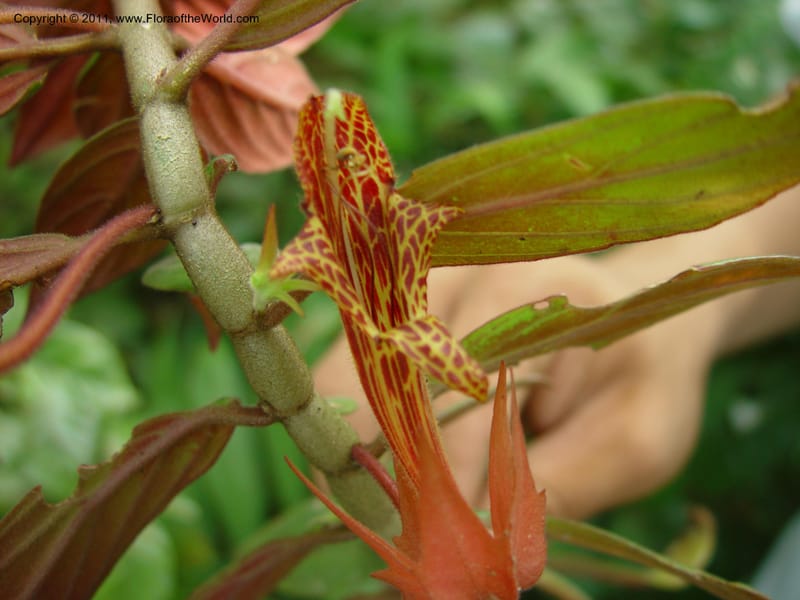 Columnea schiedeana, H. Gomez Dominguez 249--MX. Chiapas. Mpo. Berriozbl. Rd. to Buena Vista. 15 Mch 03. 001 (2).jpg