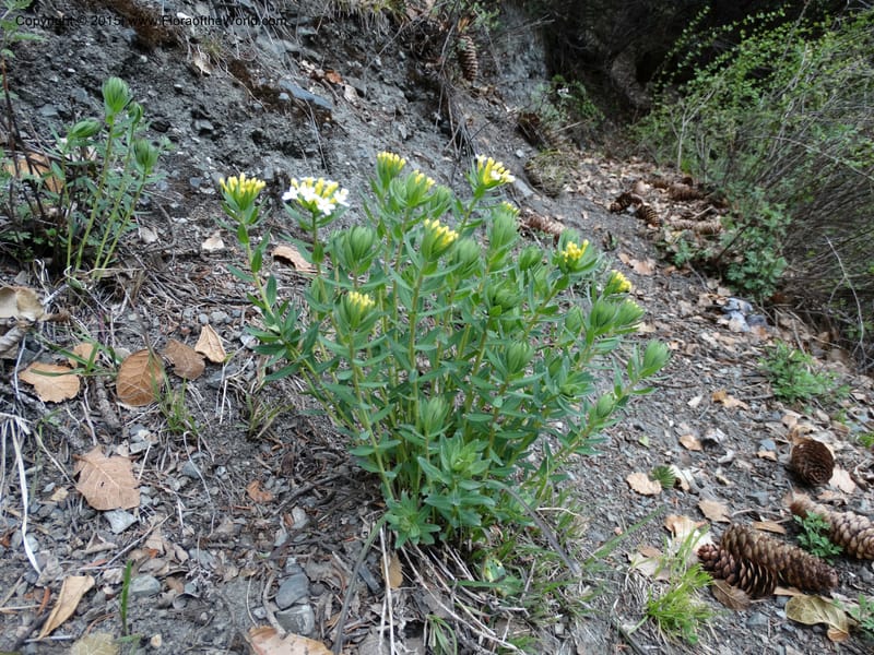 Stellera chamaejasme, Boufford, D 43621--China. Sichuan. Trail above MiYaLuo. 9 May 2014. DSC04904 (16).JPG