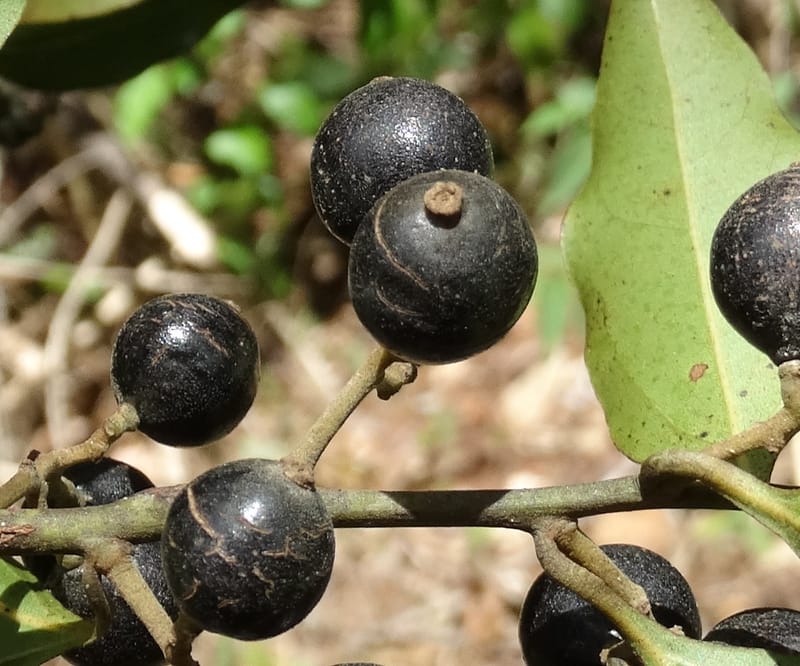 Cryptocarya, Lowry, P 7345--Fiji. Vesidrua Vill. 5 Nov 2015. DSC09215 (275).JPG