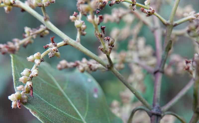 Wendlandia ligustrina, D. Boufford 44129--China. Yunnan. Meizi Lake Park. 3 May 2018. DSC01424 (224).JPG