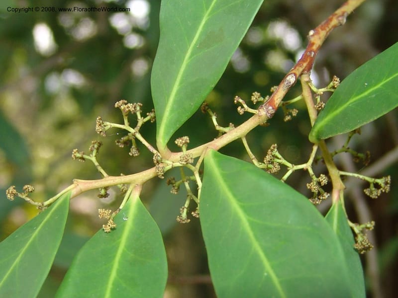 Pterocelastrus echinatus--So.Africa. Mpumal. Buffelskloof Private Nat. Res. 17 Mch 05. 252.jpg