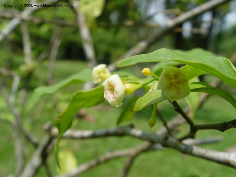 Tabernanthe iboga--Cameroon. Limbe Botanic Garden. 4 Dec 03. 176.jpg