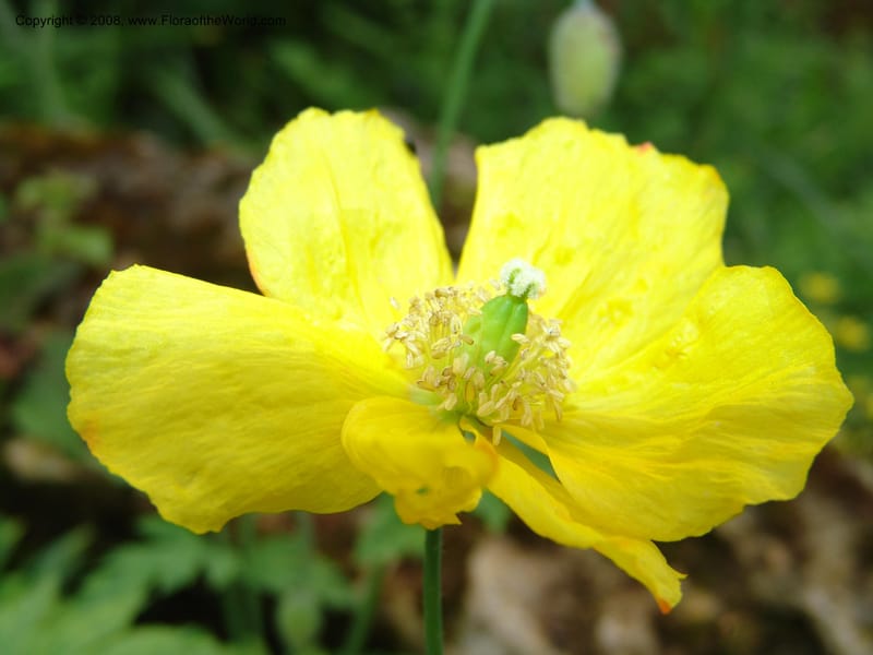 Meconopsis cambrica--France. Paris. Jardin des Plantes. 28 Apr 05. 297.jpg