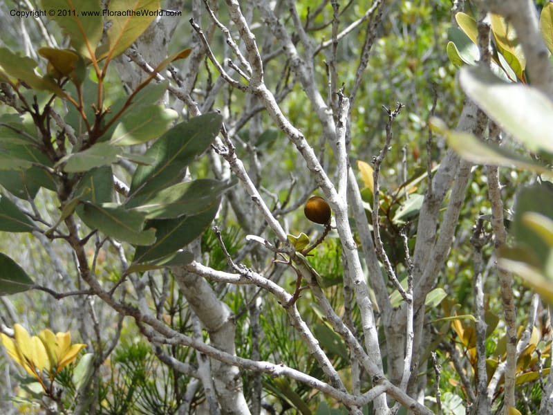 Storthocalyx, P. Lowry 7198--New Caledonia. Mont Dzumac road. 23 Jan 2010.  2022 (25).JPG