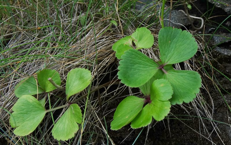 Ligusticum scoticum subsp. hultenii, Boufford 43939--Japan. Hokkaido. Konpira Cape. 5 Aug 2016. DSC01214 (18).JPG
