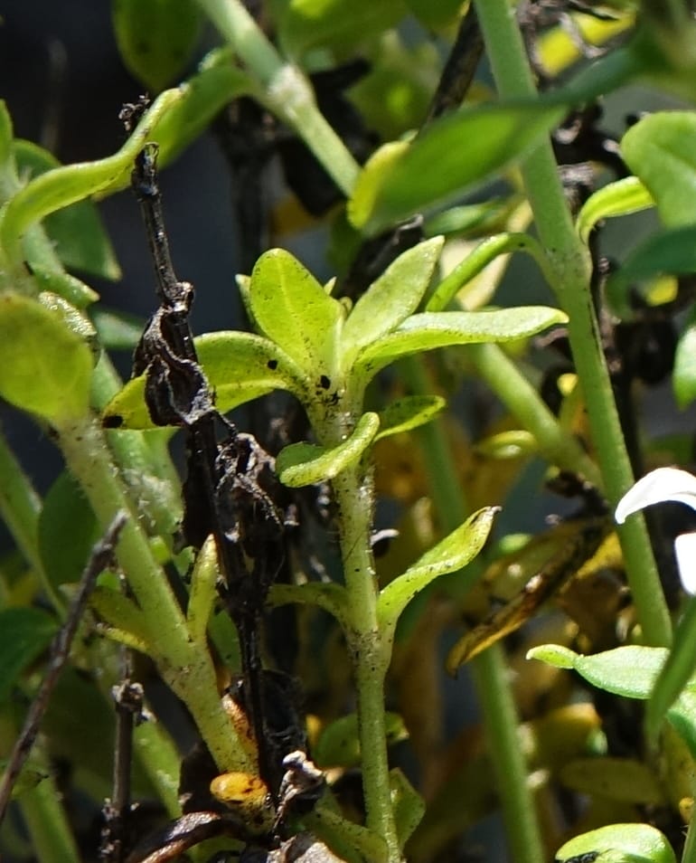 Logania serpyllifolia, Davidson, C 13471--Australia. W.A. Albany Hwy, odom 33.5. 28 Oct 2016. DSC05957 (6).JPG