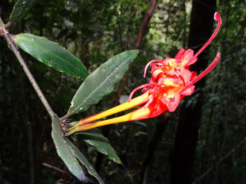 Aeschynanthus, Davidson, C 12736--Sabah. Mt. Kinabalu. Bundu Tuhan Trail. 11 Oct 2014. DSC04153 (43).JPG