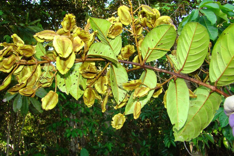 Combretum, Vasquez 34674--Peru. Loreto. Dist. Nauta. Miraflores, Rio Tigre. 8 Nov 08. 089.jpg