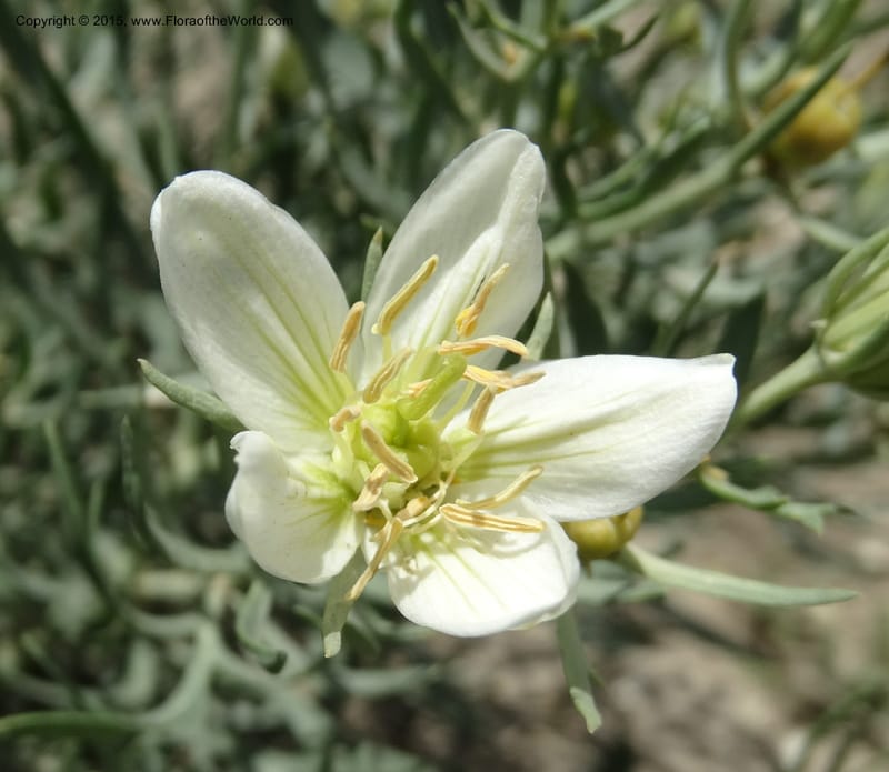 Peganum harmala, Davidson, C 12436--Georgia (Caucasus). Kakheti Region. (Kiziki). Toward Vashlovani. 6 Jun 2014. DSC07328 (449).JPG