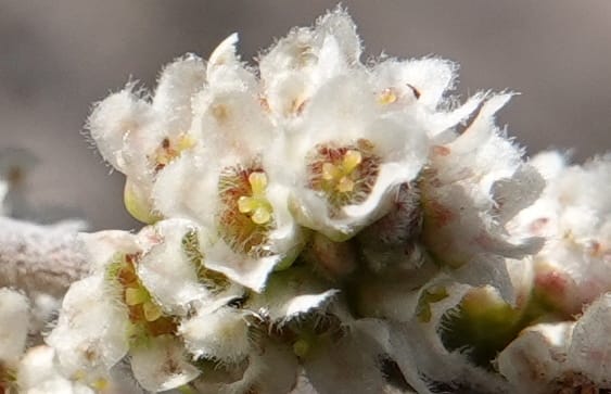 Rhus microphylla, C. Davidson 13990--AZ. Cochise Co. Hwy 80 SE of Tombstone. 9 April 2019. DSC07192 (18).JPG