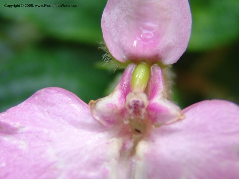 Impatiens--Kenya. Kakamega Forest. Rondo Retreat Ctr. 8 Jul 04. 053.jpg