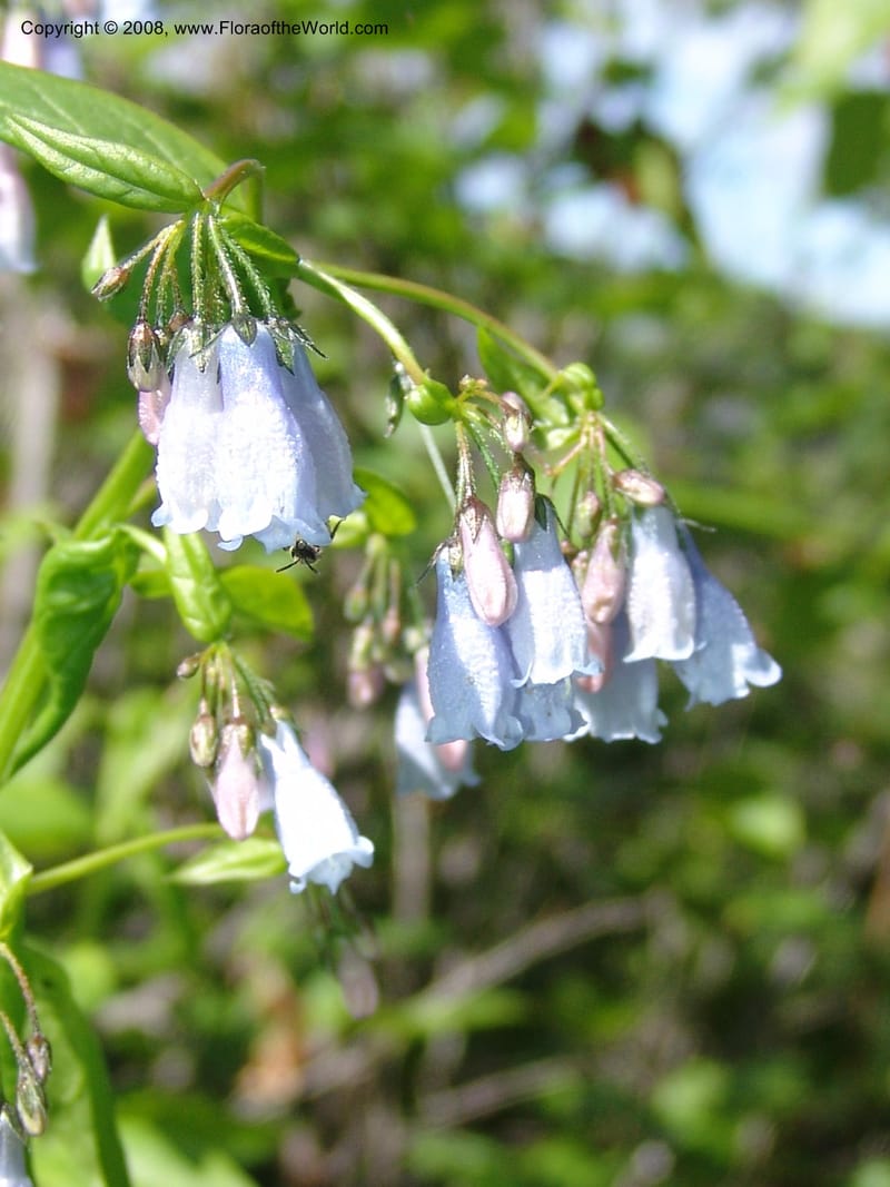 Mertensia paniculata, CDavidson11074--ID. Valley Co. Crestline Trail Rd., N of Payette Lake. 15 Jun 07 088.jpg