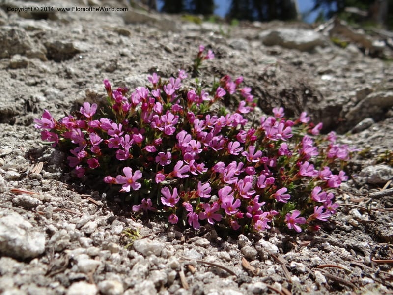 Douglasia, Davidson, C 12194--ID. Boise Co. Scott Mtn. Lookout Road. 18 Jun 2013. DSC06609 (55).JPG