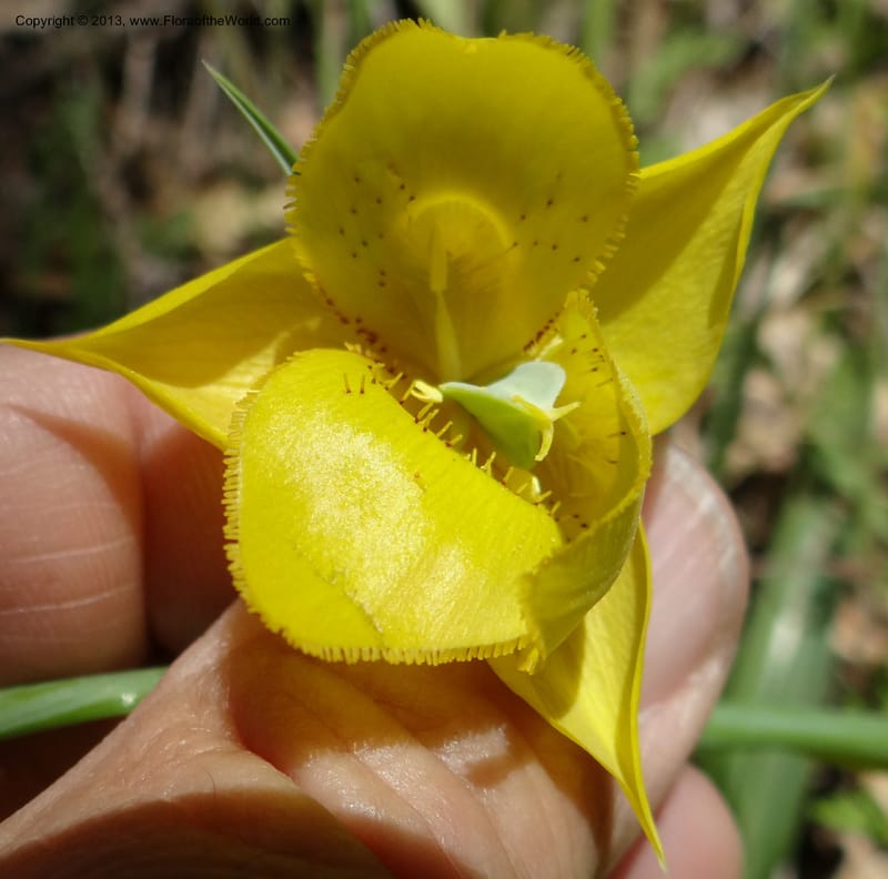 Calochortus amabilis, Davidson, C 12123--Calif. Napa Co. Hwy 128. 16 Apr 2013. DSC03072 (59).JPG