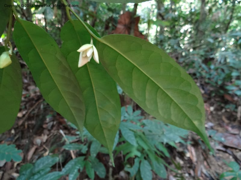 Anaxagorea, VC 5656--Thailand. Trang. Khao Baan Thad. 17 Nov 2012. DSC00079 (50).JPG