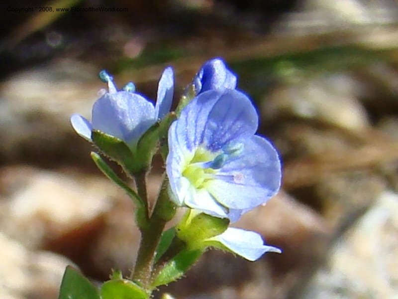 Veronica serpyllifolia ssp humifusa, CDavidson11275--ID. Idaho Co. Warren Wagon Rd., Sesesh Cr. 24 Aug 08. 062.jpg