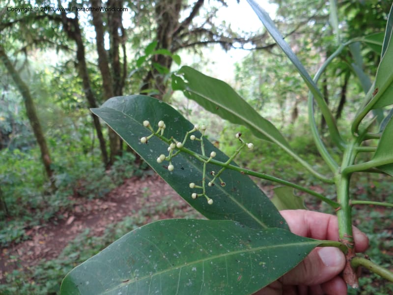 Meliosma simplicifolia, VC 5561--Thailand. Chiang Mai Prov. Doi Pha Hom Pok Nat. Park. 10 Nov 2012. DSC08349 (285).JPG