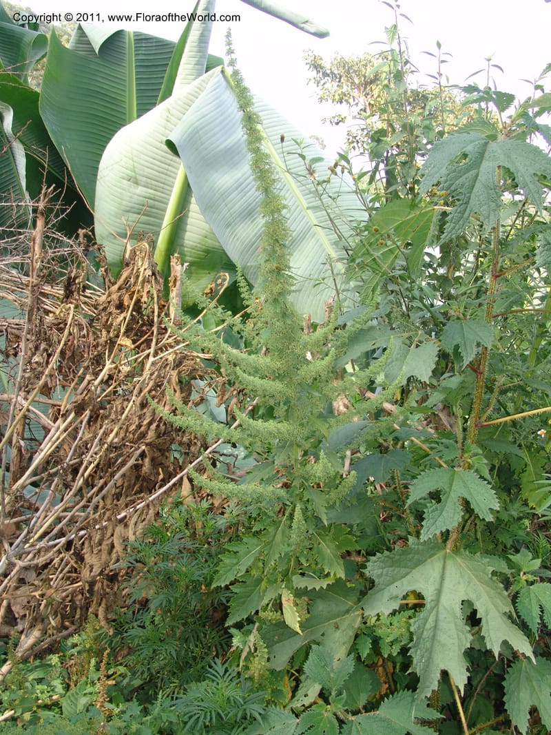 Girardinia bullosa--Ethiopia. Wendo Genet, near Wabe Shebelle Hotel. 14 July 04. 041 (1).jpg