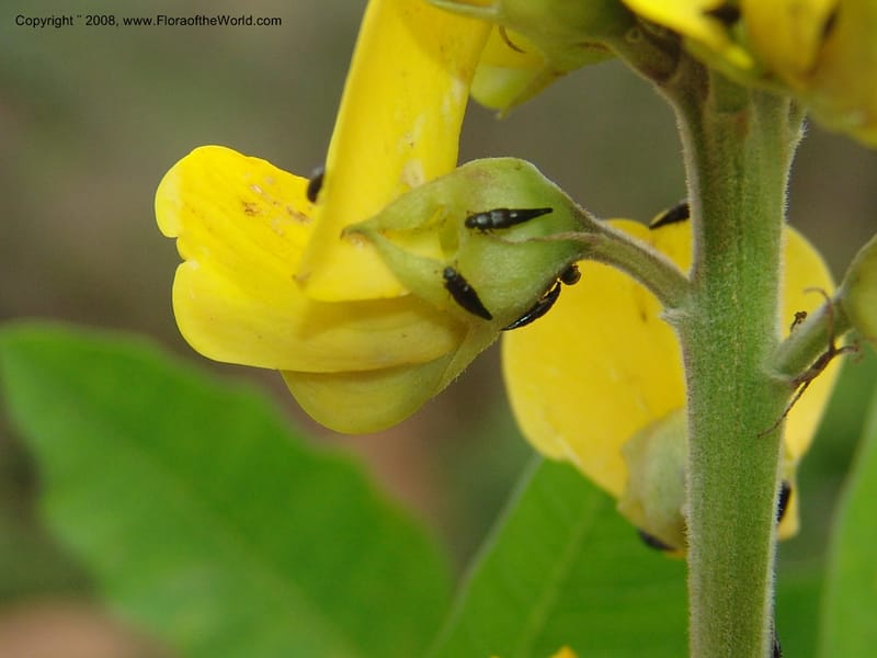 Crotalaria, RVasquez33171--Peru. Cusco. La Conv. Sta Ana. Huayanay. 2 Nov 07. 146.jpg