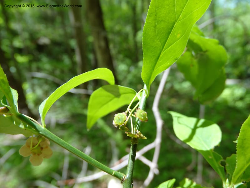 Euonymus obovatus, Davidson, C 12987--North Carolina. Clay Co. Perry Gap Rd, Barnard's Cr. 13 May 2015. DSC04860 (205).JPG