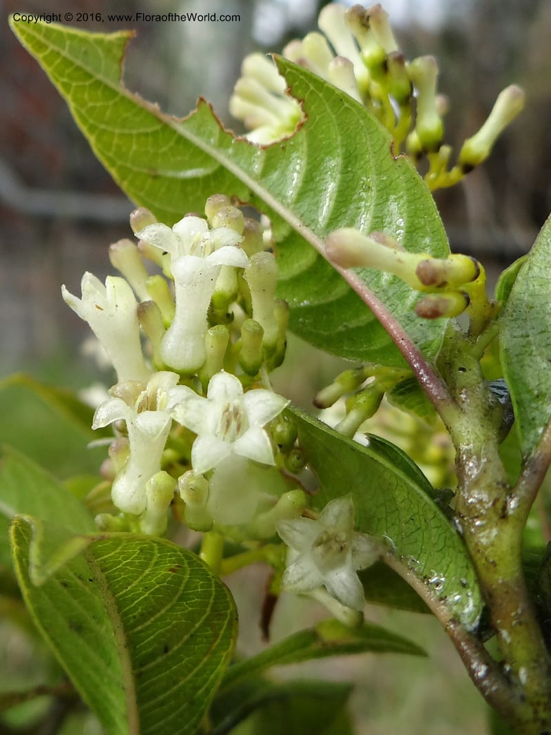 Psychotria, Ulloa, C 2246--Ecuador. Loja. El Tiro. 27 Sep 2012. DSC04675 (98).JPG