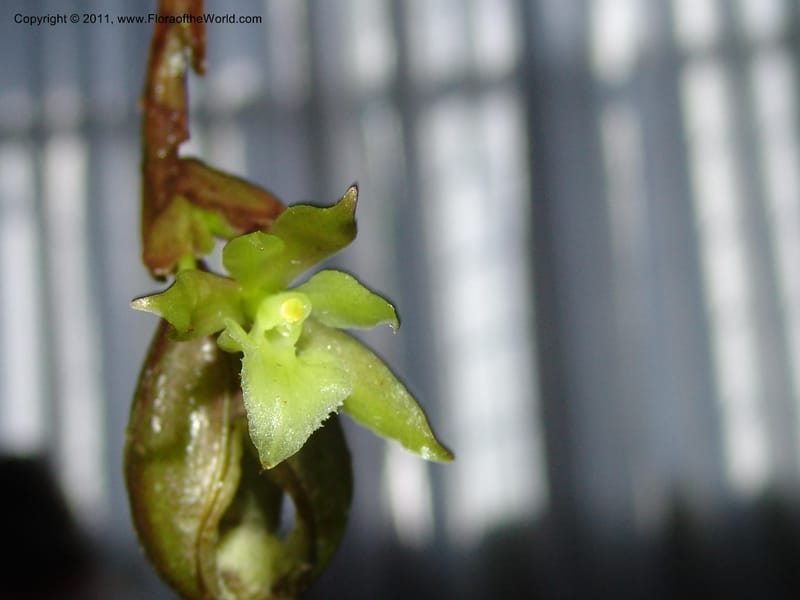 Epidendrum, Croat 95090--Ecuador. Prov. Esmeraldas. Alto Tambo. 21 Feb 05. 287.jpg