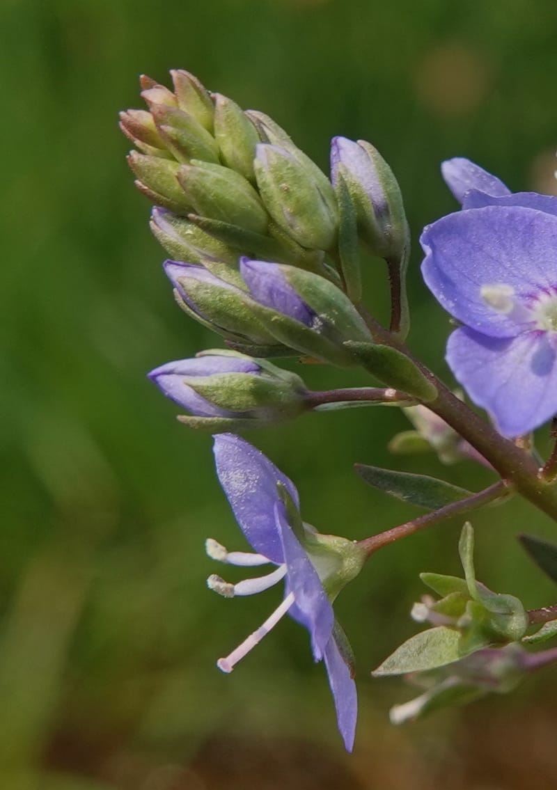 Veronica americana, Davidson 14266--OR. Harney Co. Steens Mtn. July 2021. DSC09986 (47).JPG