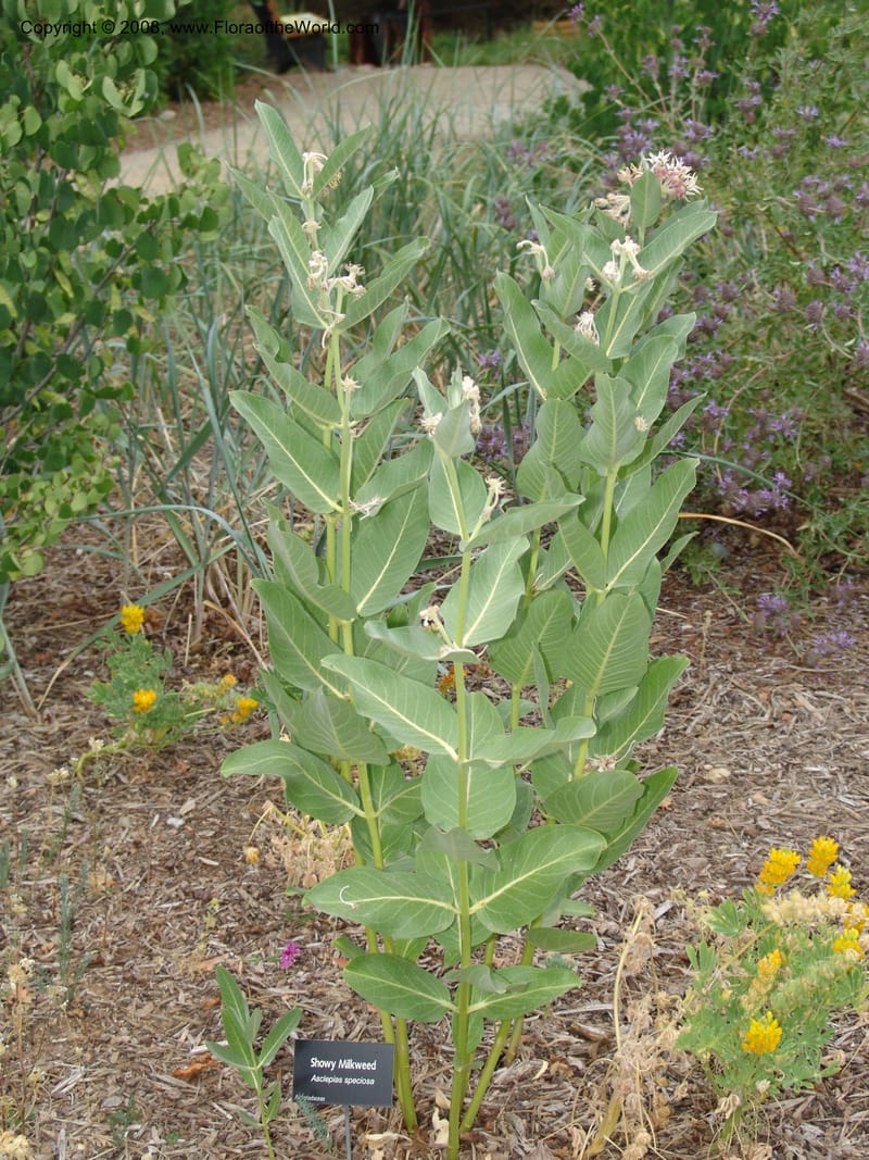 Asclepias speciosa--CA. McConnell Arboretum, Redding. 4 Jun 07. 166.jpg