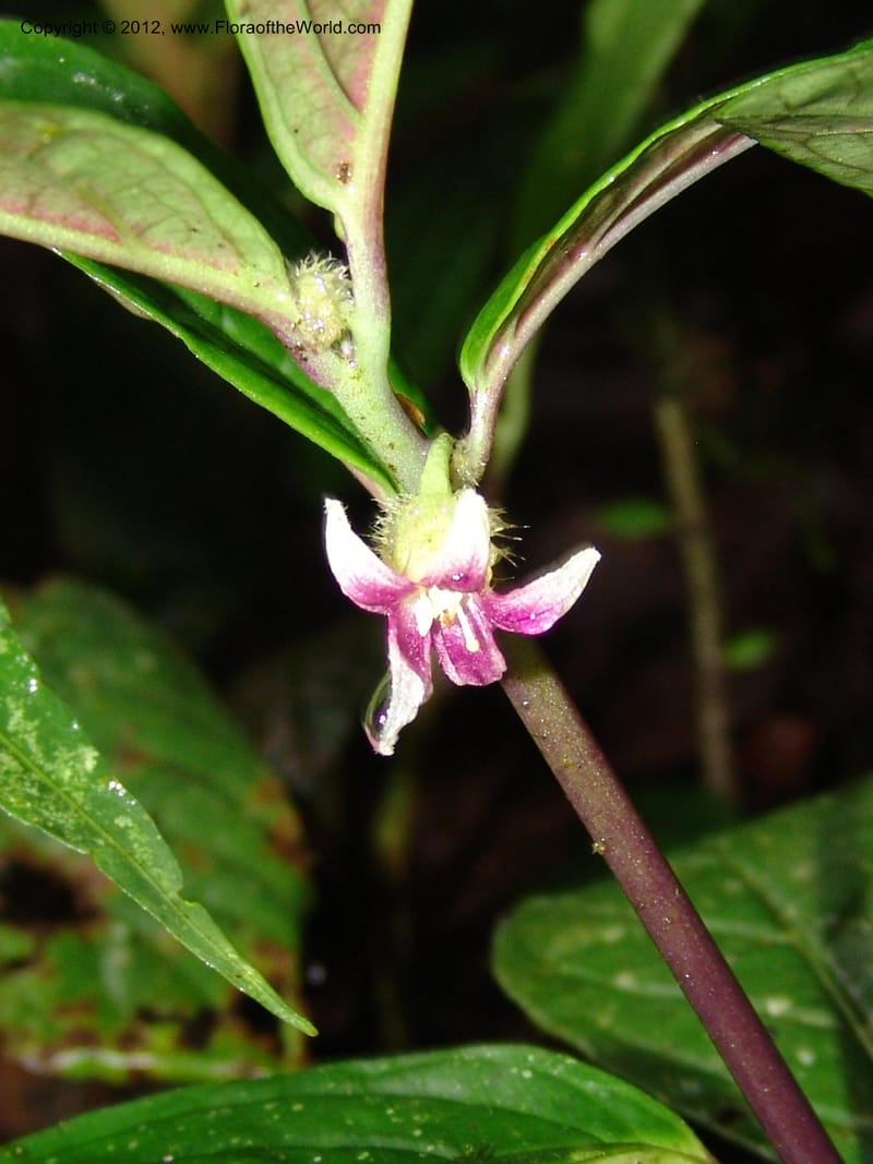 Cuatresia, Croat 95769--Ecuador. Maquipucuna Biol. Res. Send. del Rio. 13 Mar 06. 110 (11).jpg