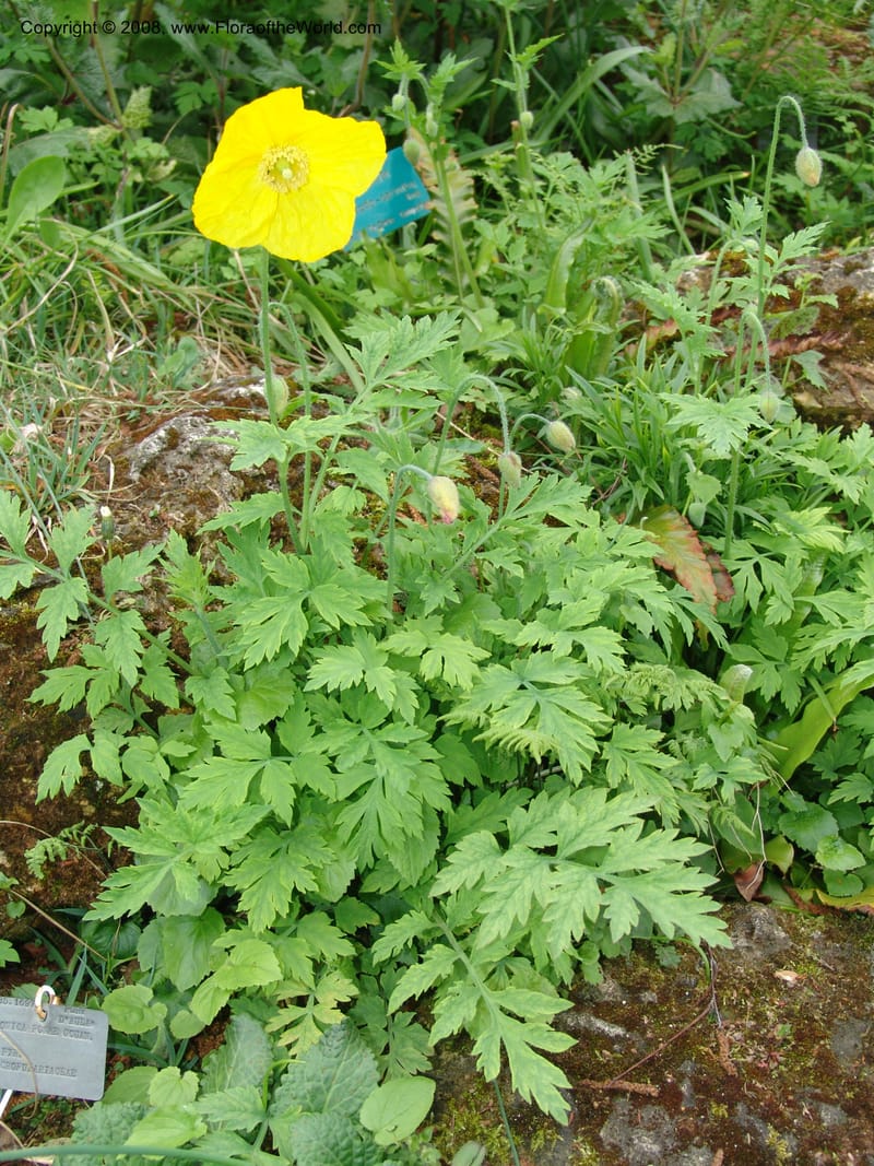 Meconopsis cambrica--France. Paris. Jardin des Plantes. 28 Apr 05. 296.jpg