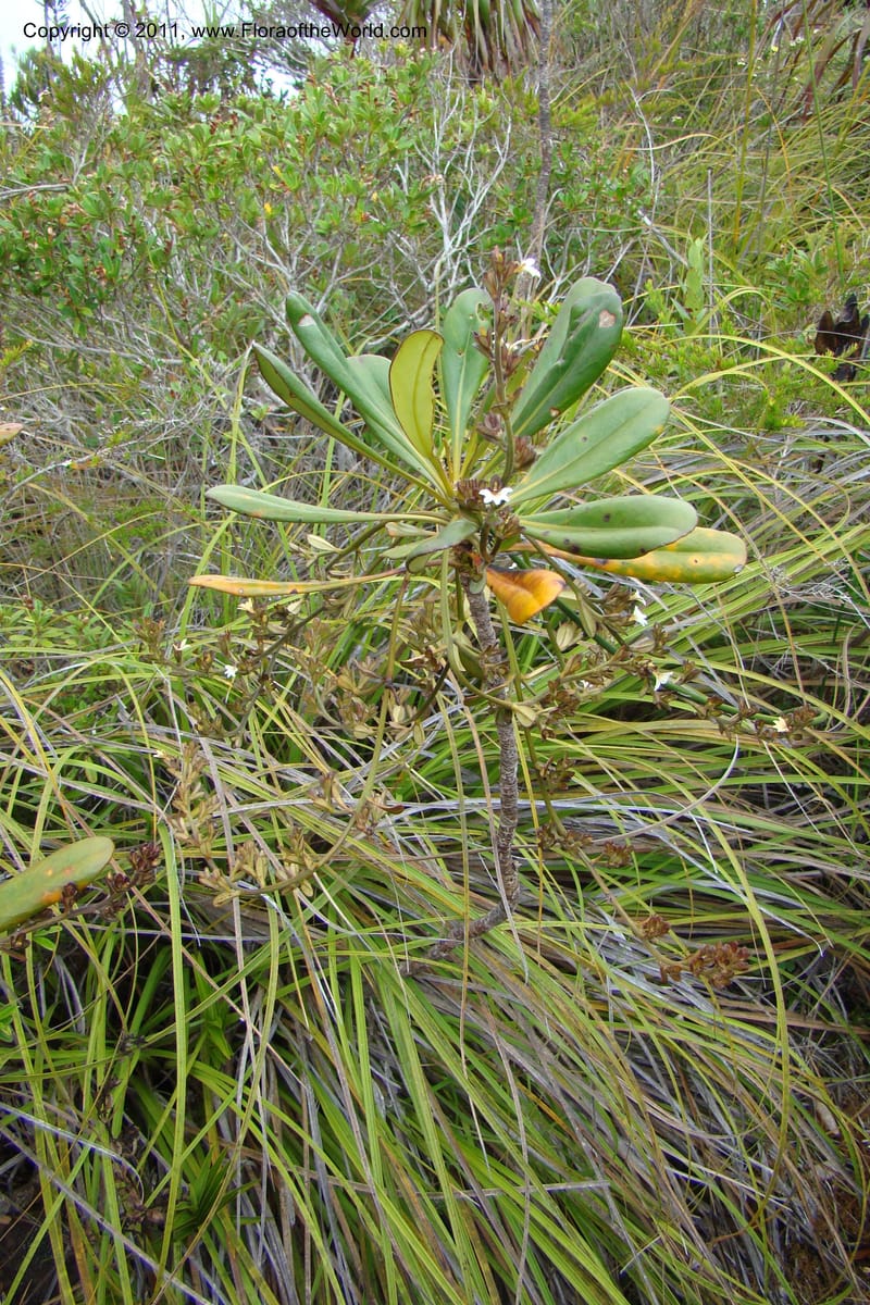 Scaevola beckii, M. Callmander 793--New Caledonia. Mont Dore. 20 Jan 2010. 001 (65).jpg