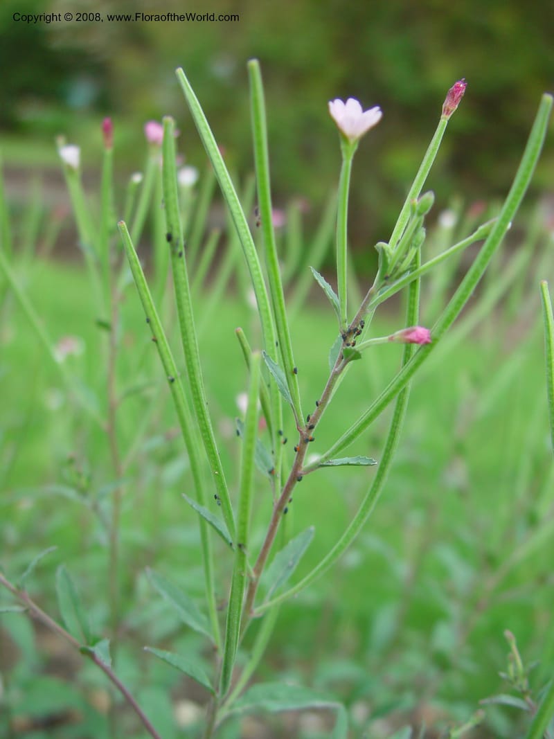 Epilobium--France. Paris. Jardin des Plantes. 30 May 03. 067.jpg