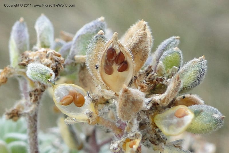 Draba, Ulloa 2022--Ecuador. Napo. Volcan Antesana. 2 Jun 2011. 257 (2).jpg